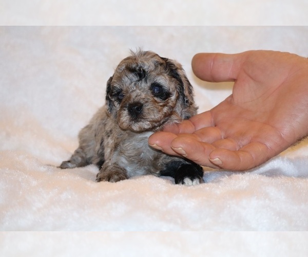 Medium Photo #9 Poodle (Toy) Puppy For Sale in DYERSBURG, TN, USA