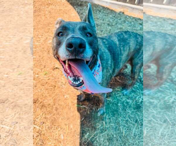 Medium Photo #14 Catahoula Leopard Dog-Labrador Retriever Mix Puppy For Sale in Houston, TX, USA