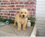 Small #3 Golden Retriever