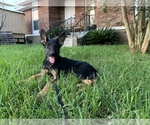 Small Photo #5 German Shepherd Dog Puppy For Sale in VIOLET, LA, USA