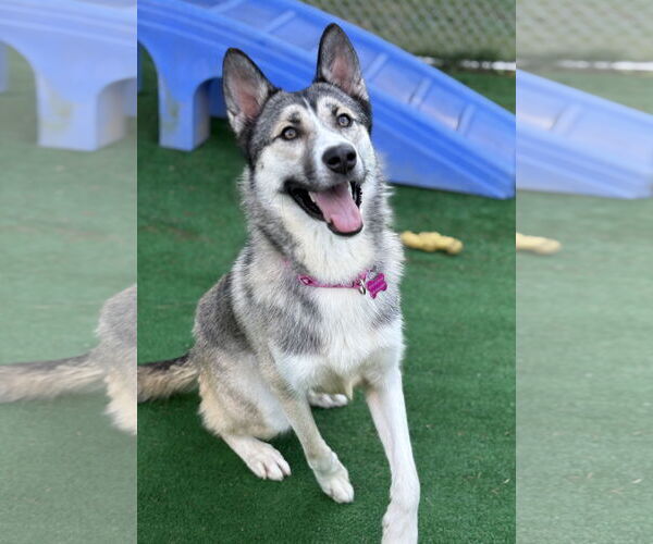 Medium Photo #1 German Shepherd Dog-Huskies  Mix Puppy For Sale in Spring Lake, NJ, USA