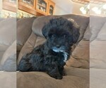 Puppy Rockie Maltipoo