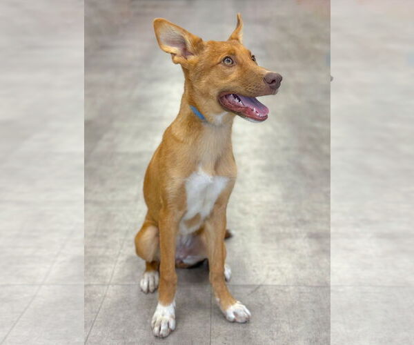 Medium Photo #2 Mutt Puppy For Sale in PIPE CREEK, TX, USA