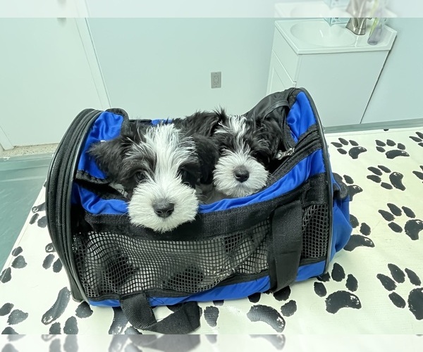 Medium Photo #1 Schnauzer (Miniature) Puppy For Sale in TAMPA, FL, USA