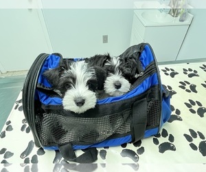 Schnauzer (Miniature) Puppy for sale in TAMPA, FL, USA