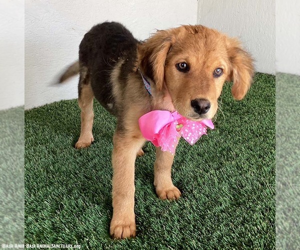 Medium Photo #4 Australian Shepherd-German Shepherd Dog Mix Puppy For Sale in San Diego, CA, USA