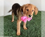 Small #3 Australian Shepherd-German Shepherd Dog Mix
