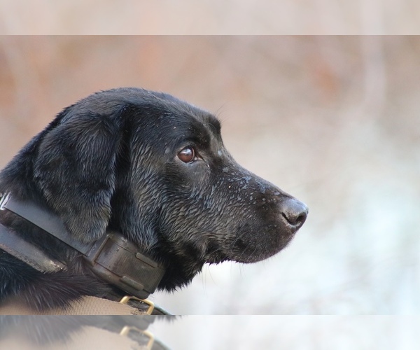 Medium Photo #1 Labrador Retriever Puppy For Sale in EDMOND, OK, USA