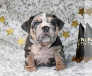 English Bulldog Puppy for sale in PORTLAND, OR, USA