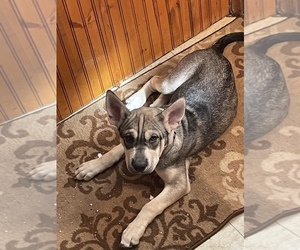 Cane Corso-Siberian Husky Mix Puppy for sale in LINCOLN PARK, MI, USA
