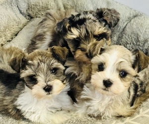 Schnauzer (Miniature) Litter for sale in KISSIMMEE, FL, USA