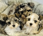 Image preview for Ad Listing. Nickname: Litter of 5