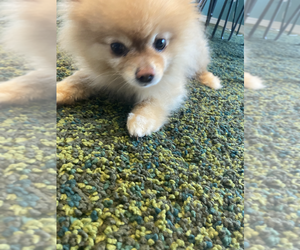 Pomeranian Dogs for adoption in Brampton, Ontario, Canada