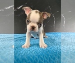 Small #6 Boston Terrier