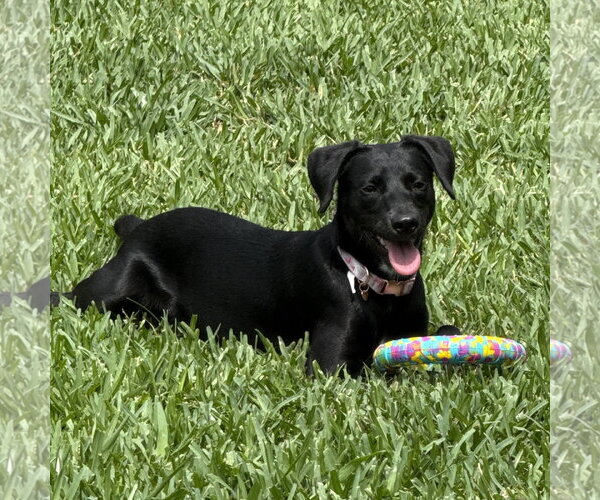 Medium Photo #1 Dachsador Puppy For Sale in The Woodlands, TX, USA
