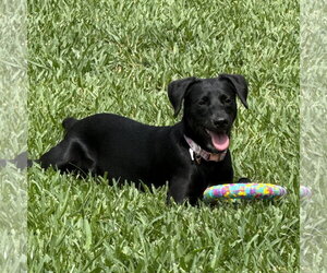 Dachsador Dogs for adoption in The Woodlands, TX, USA