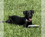 Small Dachsador