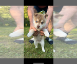 Small #3 Pomsky