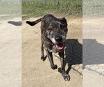 Small Labrador Retriever Mix