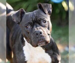 Mutt Dogs for adoption in Camarillo, CA, USA