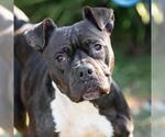 *LEIA - Female Mutt Dog for Adoption - Small photo