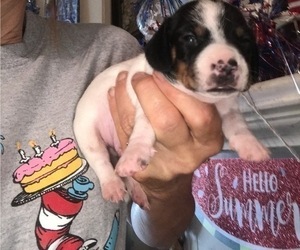 Dachshund Puppy for sale in SHALLOTTE, NC, USA
