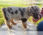 Small Photo #5 Australian Shepherd Puppy For Sale in SALLISAW, OK, USA