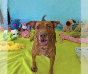 ANNIE - Female Unknown-Vizsla Mix Dog for Adoption - Photo #2