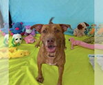 Small #1 Vizsla Mix