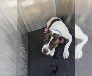 American Staffordshire Terrier-Unknown Mix Dogs for adoption in San Antonio, TX, USA
