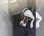 Small American Staffordshire Terrier Mix
