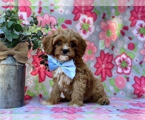 Medium Photo #2 Cavapoo Puppy For Sale in LANCASTER, PA, USA