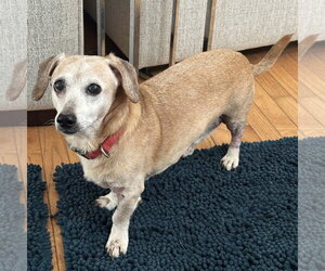 Tucker - Male Dachshund-Unknown Mix Dog for Adoption - Photo #4
