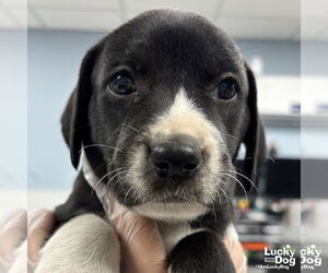 Labrador Retriever-Unknown Mix Dogs for adoption in Washington, DC, USA