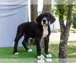 Small #3 Great Dane