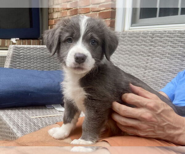 Medium Photo #2 American Pit Bull Terrier-Chihuahua Mix Puppy For Sale in Springdale, PA, USA