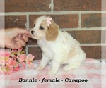 Small #3 Cavapoo (Miniature)