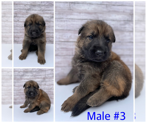 Medium Photo #5 Malinois Puppy For Sale in OXNARD, CA, USA