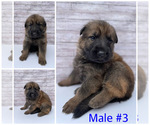 Small Photo #5 Malinois Puppy For Sale in OXNARD, CA, USA