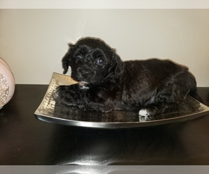 Poo-Ton-Zuchon Mix Puppy for sale in BELLEFONTE, PA, USA
