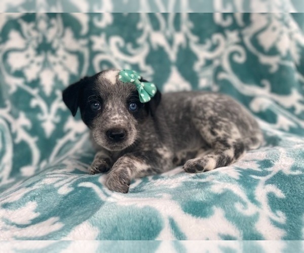 Medium Photo #1 Australian Cattle Dog Puppy For Sale in LAKELAND, FL, USA