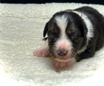 Small #6 Border Collie