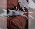 Small #4 Ratshi Terrier