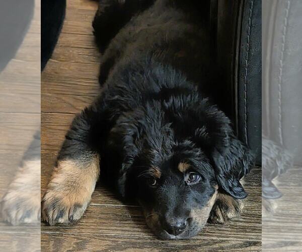 Medium Photo #2 Mountain Mastiff Puppy For Sale in MANCHESTER, CT, USA