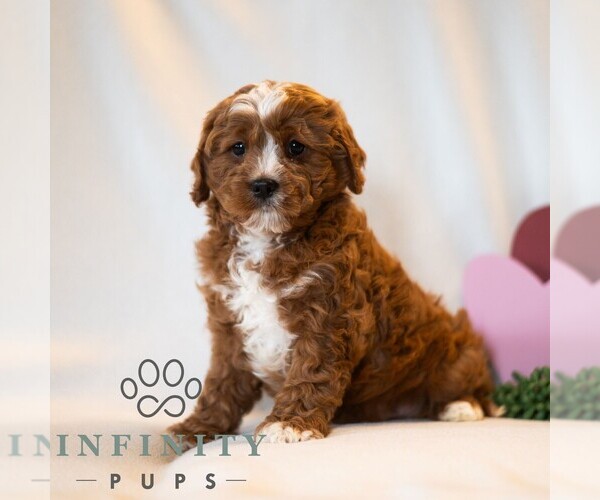 Medium Photo #4 Cavapoo (Miniature) Puppy For Sale in DORNSIFE, PA, USA