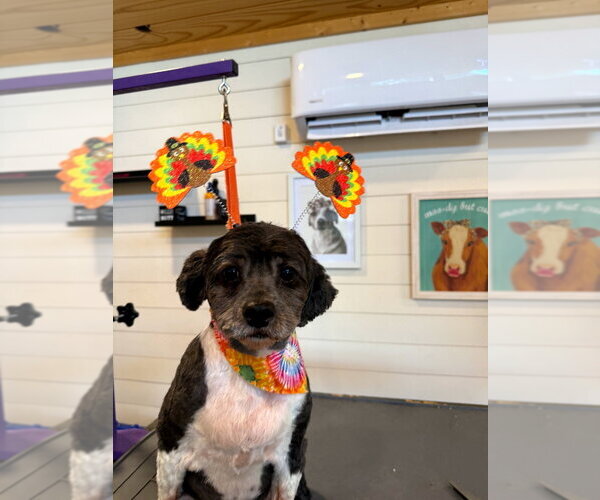 Medium Photo #4 Poodle (Miniature)-Unknown Mix Puppy For Sale in Mooresville, NC, USA