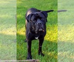 Small #1 Mutt