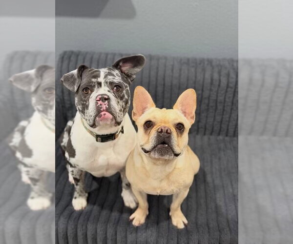 Medium Photo #5 Mutt Puppy For Sale in Las Vegas, NV, USA