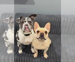 Small Photo #5 Mutt Puppy For Sale in Las Vegas, NV, USA