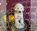 Small Photo #7 Golden Retriever Puppy For Sale in MERCED, CA, USA
